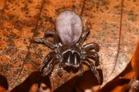 Atypus