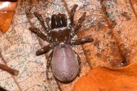 Atypus