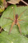 Dolomedes fimbriatus