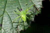 Micrommata virescens