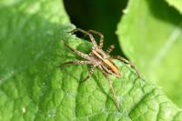 Pisaura mirabilis