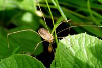 Opilio canestrinii