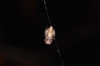 Cyclosa conica