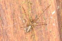 Tetragnatha