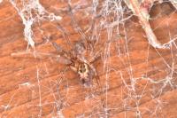 Amaurobius similis/fenestralis
