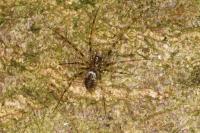 Drapetisca socialis