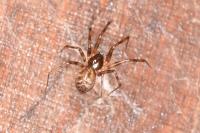 Lepthyphantes minutus