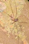 Dicranopalpus ramosus
