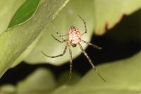 Metellina segmentata