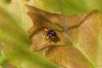 Philaeus chrysops