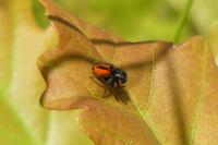 Philaeus chrysops
