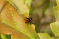 Philaeus chrysops