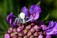 Misumena vatia