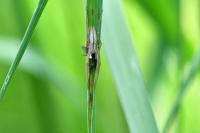 Tibellus oblongus