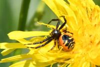 Synema globosum