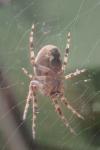 Larinioides sclopetarius