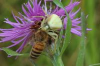 Misumena vatia