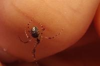 Platnickina tincta