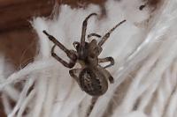 Zygiella x-notata
