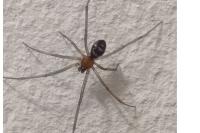 Steatoda grossa