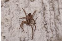 Anyphaena accentuata