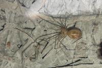 Pholcus phalangioides