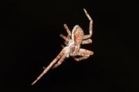 Philodromus
