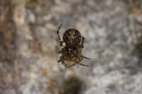 Theridion