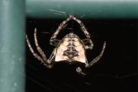 Gibbaranea bituberculata