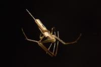 Tetragnatha