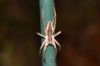 Pisaura mirabilis