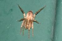 Anyphaena accentuata