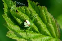 Ebrechtella tricuspidata