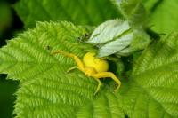 Misumena vatia