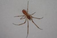Neriene radiata