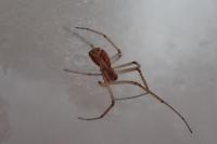 Neriene radiata