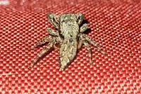 Marpissa muscosa