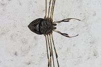 Dicranopalpus ramosus