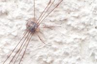 Dicranopalpus ramosus
