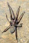 Eratigena