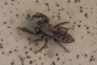 Marpissa muscosa