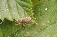 Allagelena gracilens