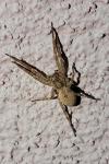 Zoropsis spinimana