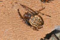 Nuctenea umbratica