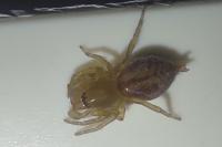 Clubiona comta