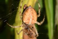 Araneus diadematus
