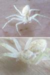 Philodromus dispar