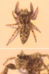 Marpissa muscosa