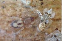 Porrhoclubiona leucaspis