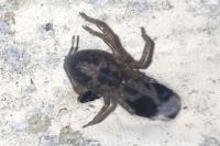 Amaurobius ferox